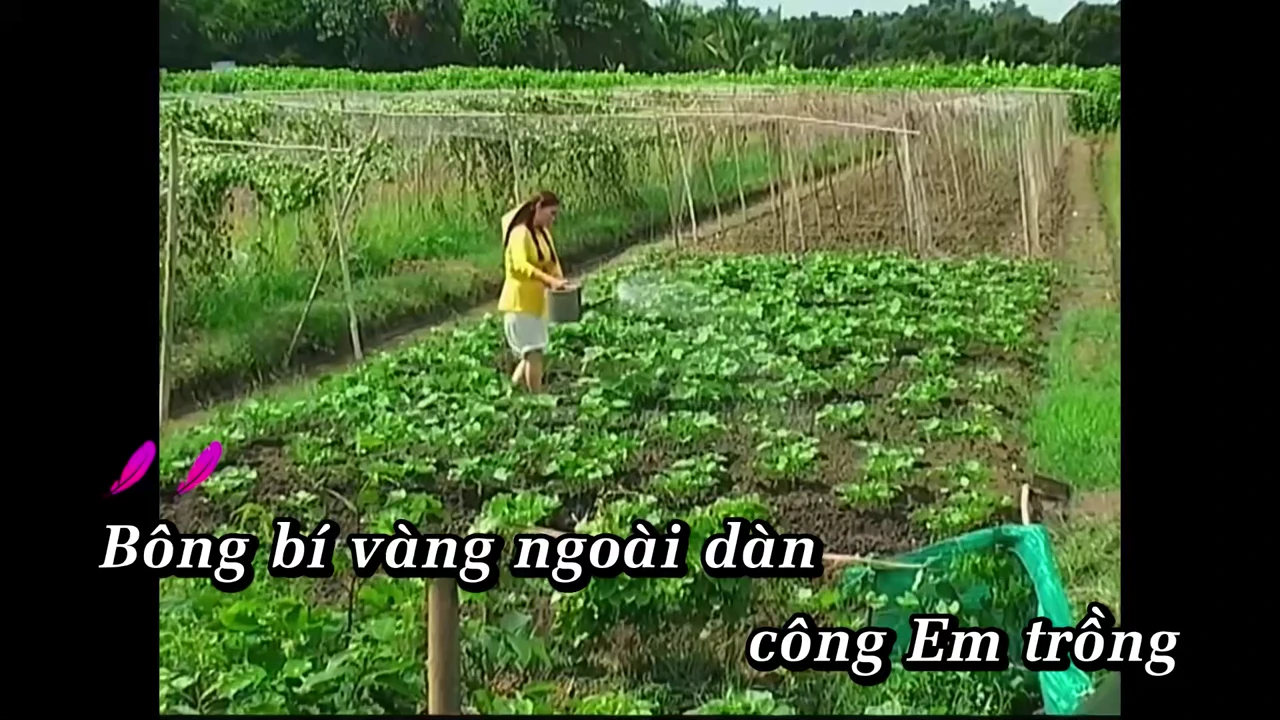 Ảnh bài hát Bông Bí Vàng