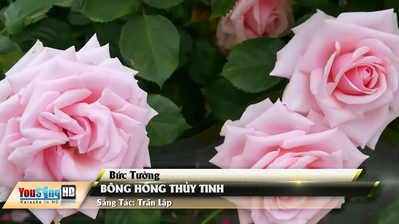 Ảnh bài hát Bông Hồng Thủy Tinh (Rock Tone Nam)
