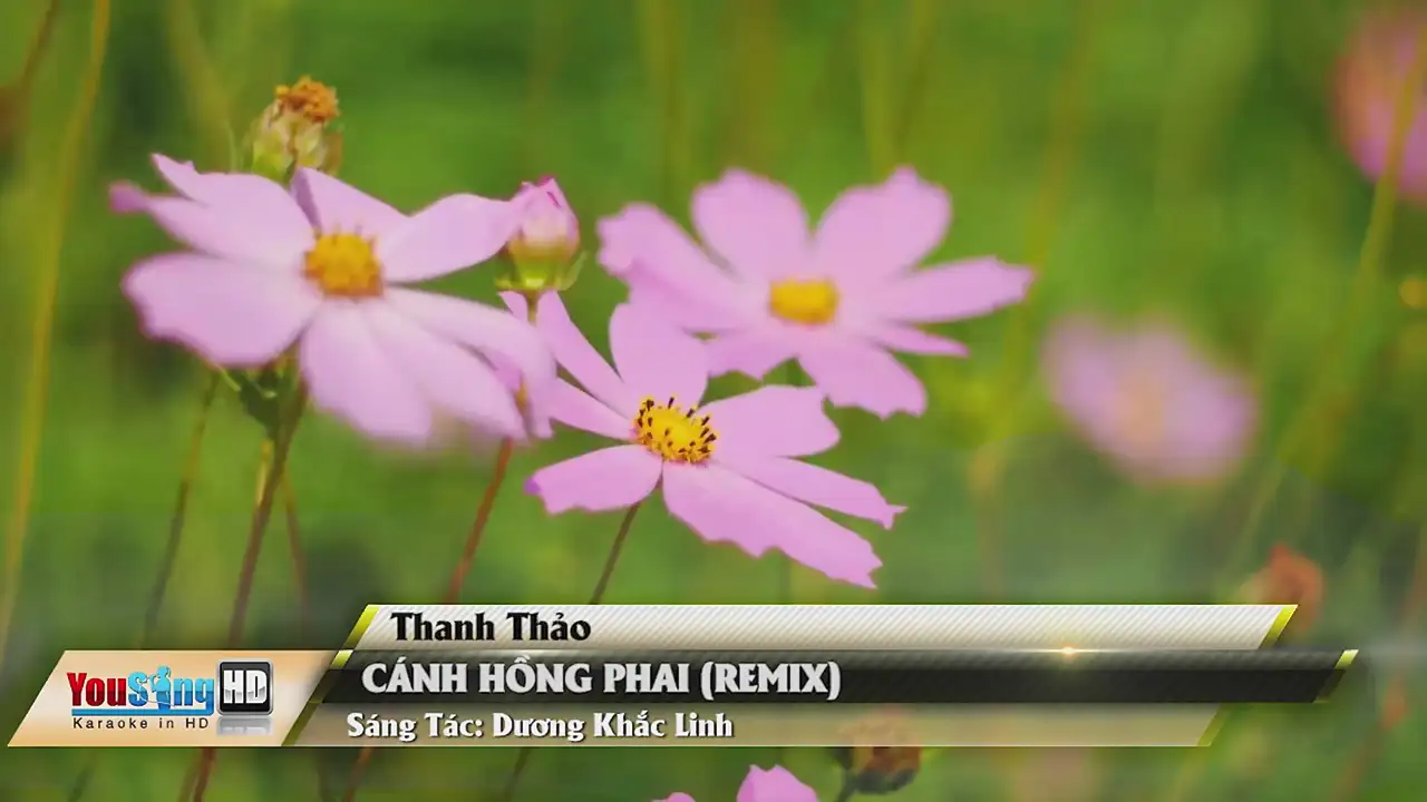 Ảnh bài hát Cánh Hồng Phai (Remix)