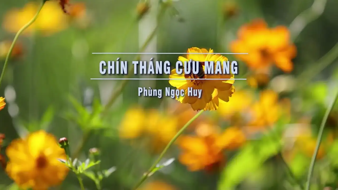 Ảnh bài hát Chín Tháng Cưu Mang