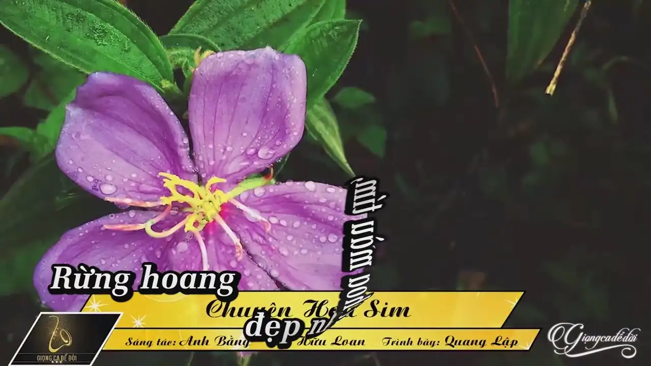 Ảnh bài hát Chuyện Hoa Sim