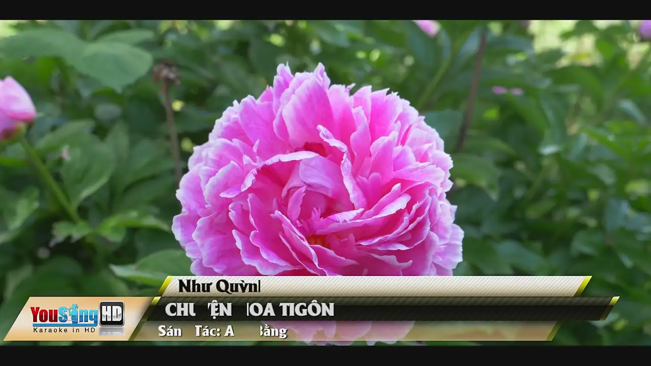 Ảnh bài hát Chuyện Hoa Tigôn