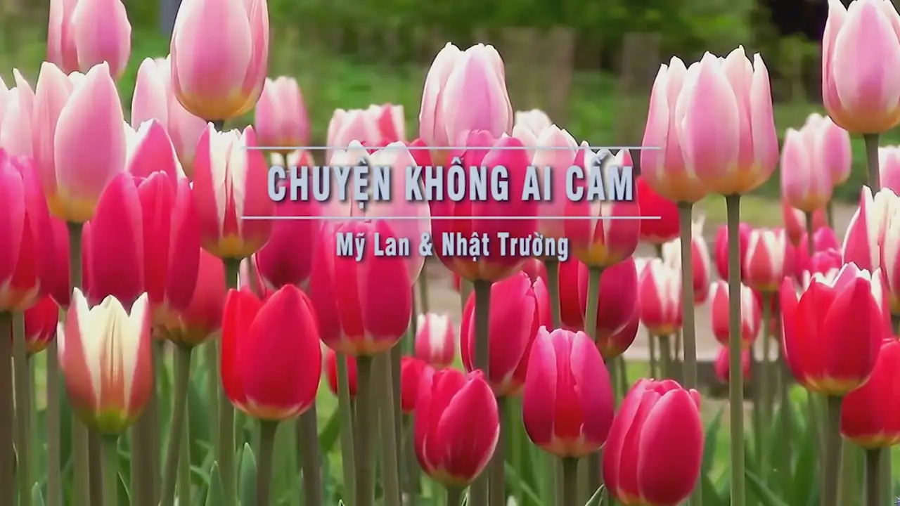 Ảnh bài hát Chuyện Không Ai Cấm