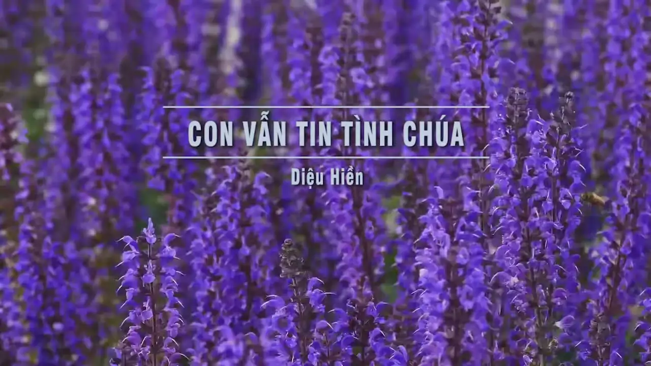 Ảnh bài hát Con Vẫn Tin Tình Chúa