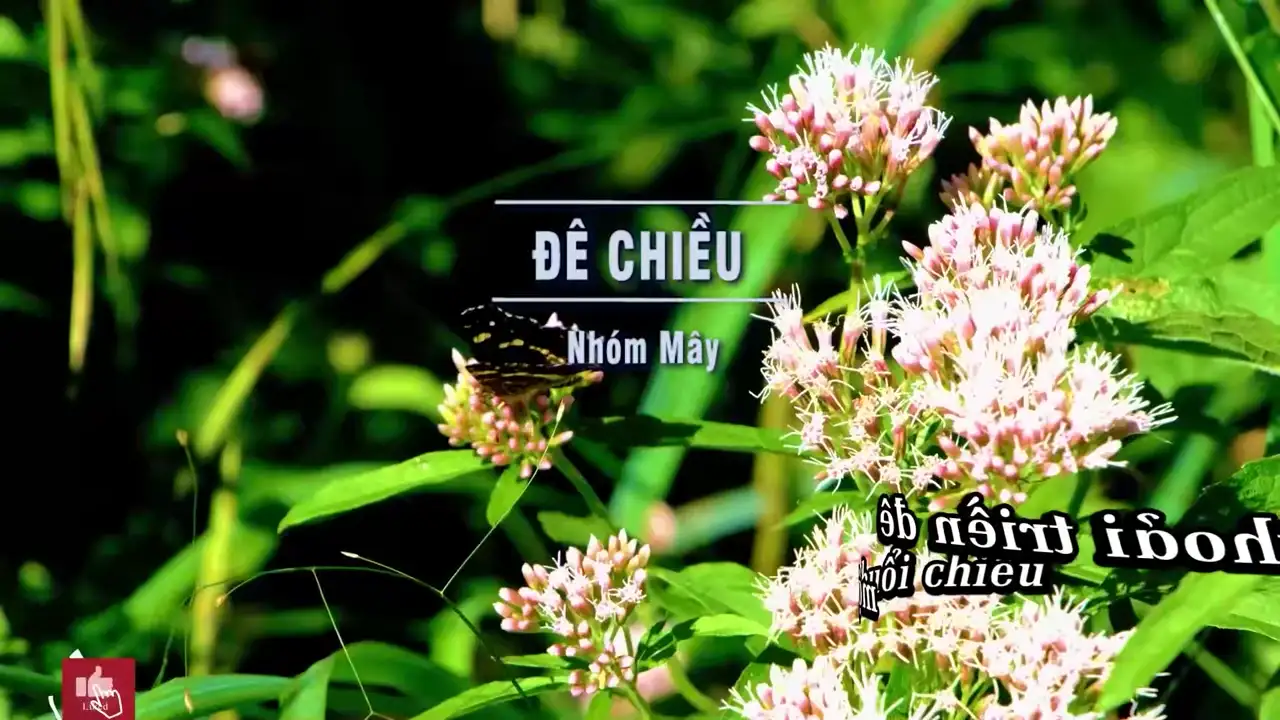 Ảnh bài hát Đê Chiều