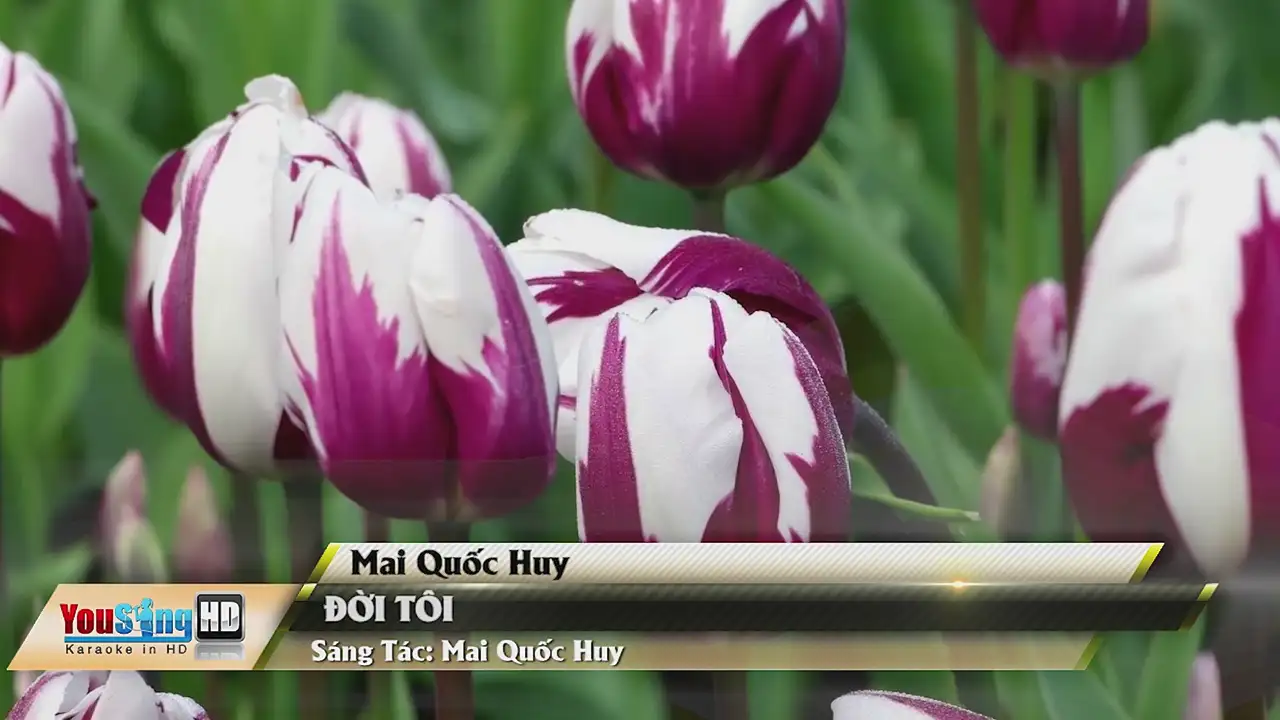 Ảnh bài hát Đời Tôi