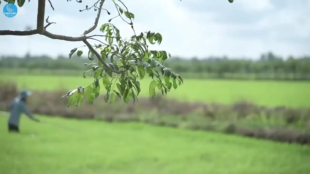 Ảnh bài hát Gợi Nhớ Quê Hương
