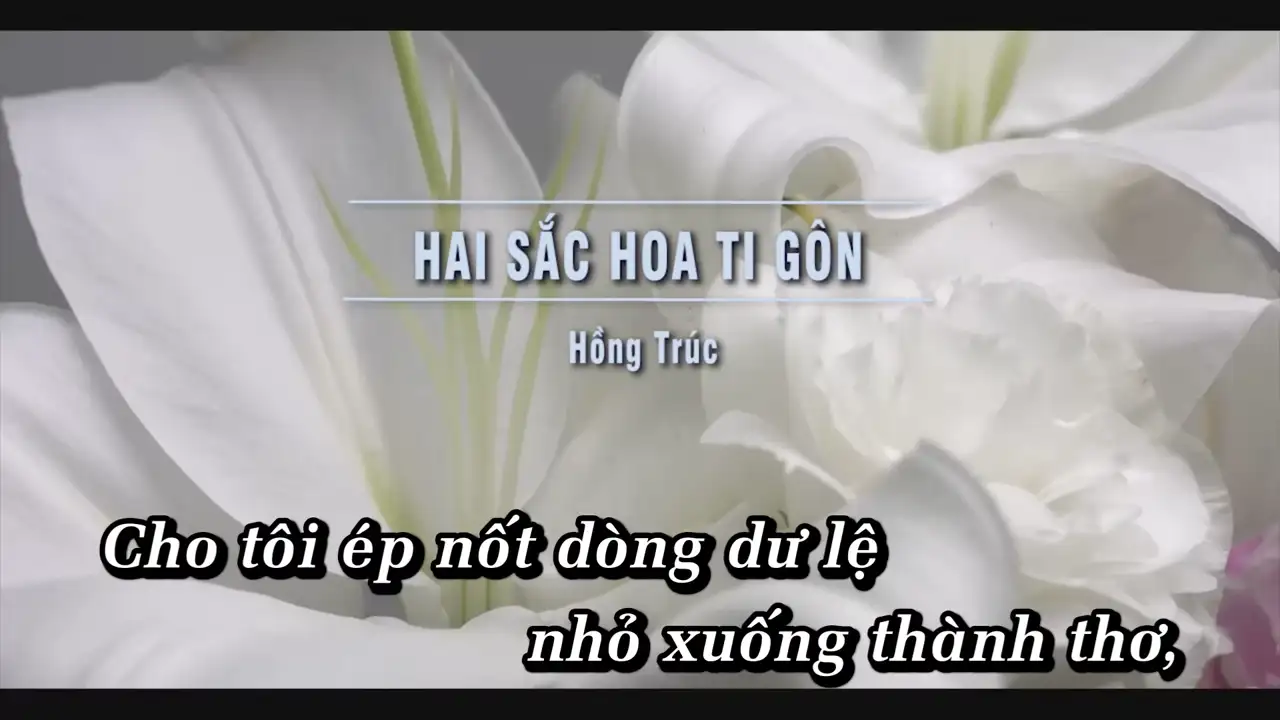Ảnh bài hát Hai Sắc Hoa Ti Gôn