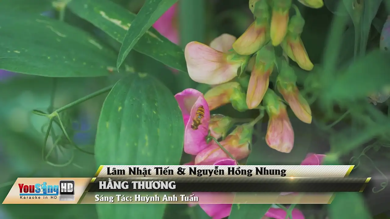 Ảnh bài hát Hằng Thương