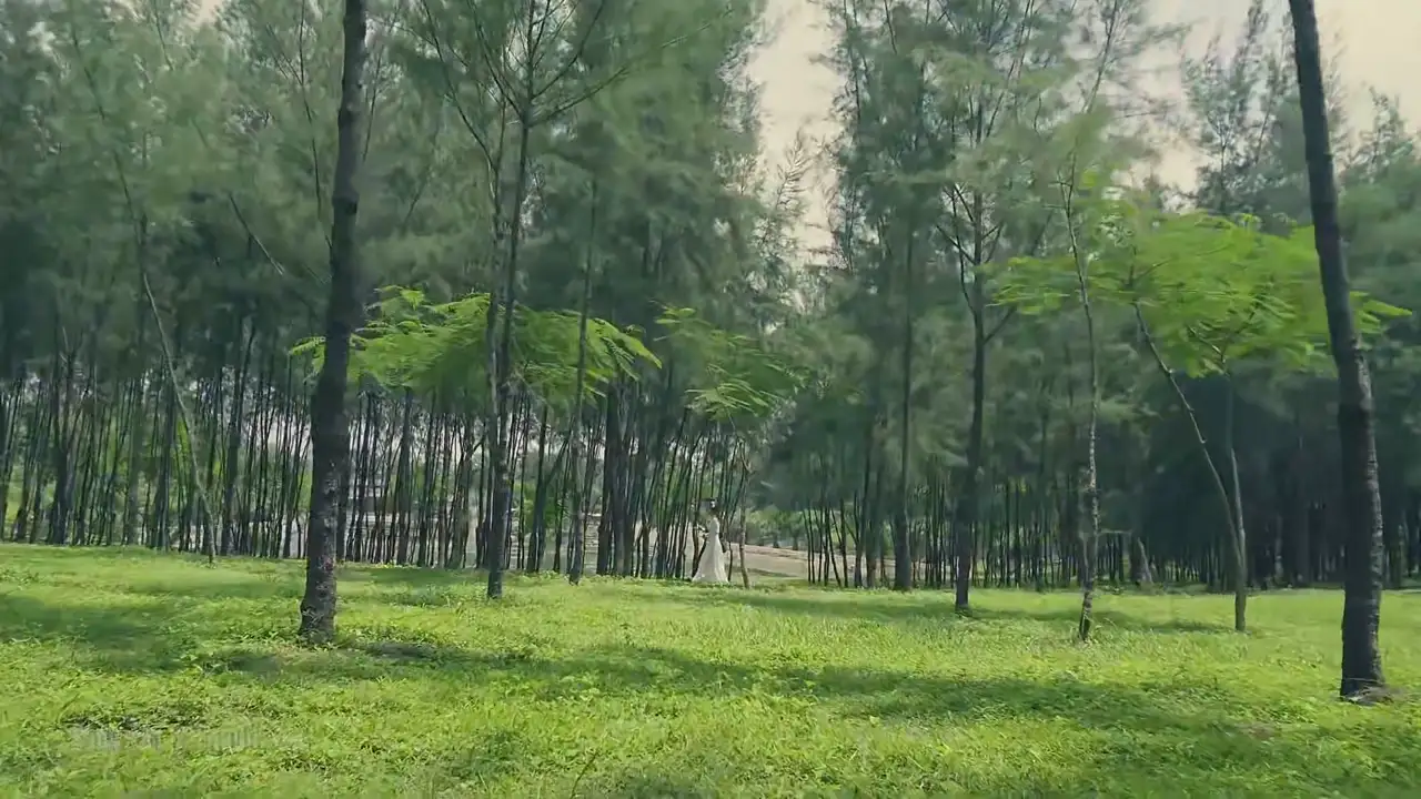 Ảnh bài hát Hoa Tím Người Xưa