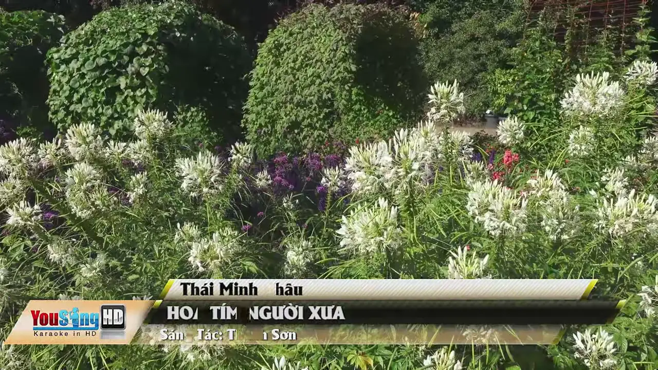 Ảnh bài hát Hoa Tím Người Xưa