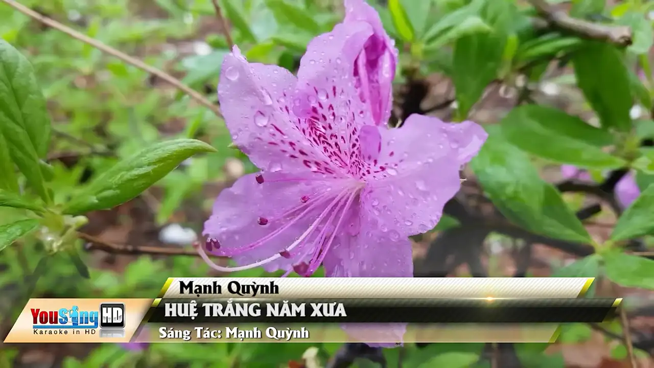 Ảnh bài hát Huệ Trắng Năm Xưa