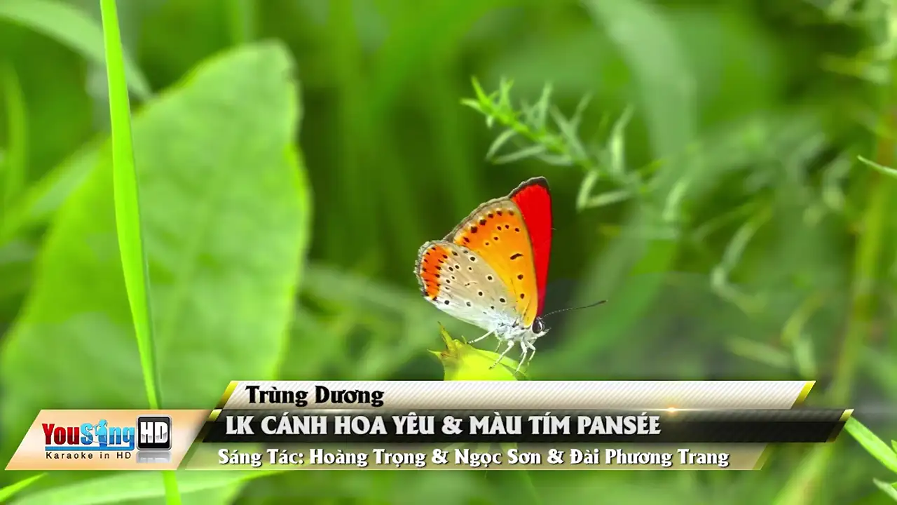 Ảnh bài hát Liên Khúc Cánh Hoa Yêu & Màu Tím Pensee