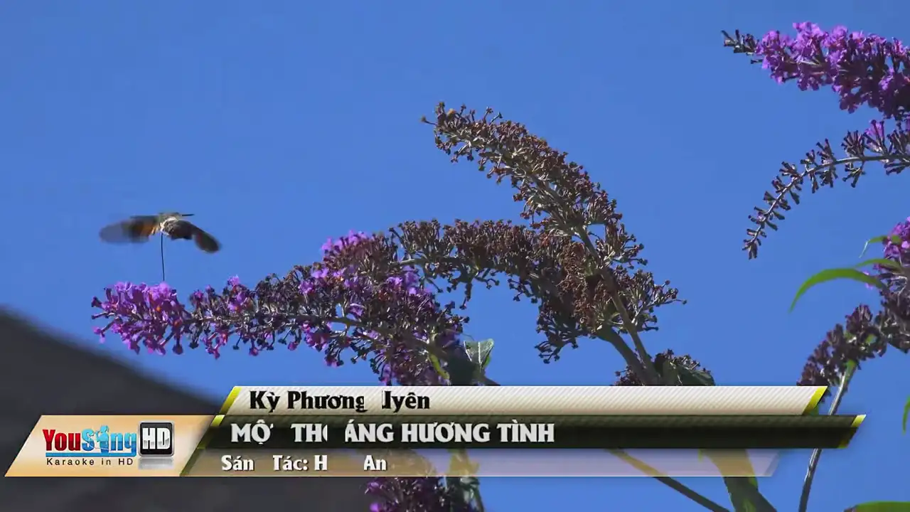 Ảnh bài hát Một Thoáng Hương Tình