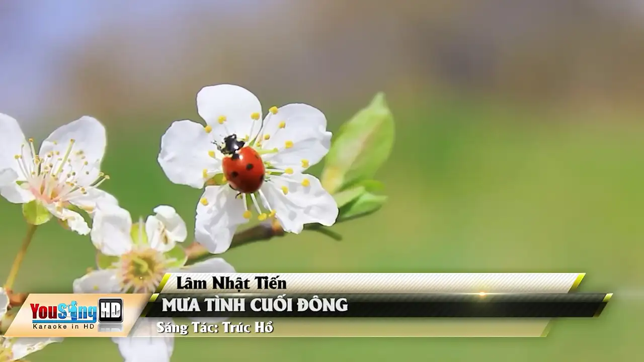 Ảnh bài hát Mưa Tình Cuối Đông