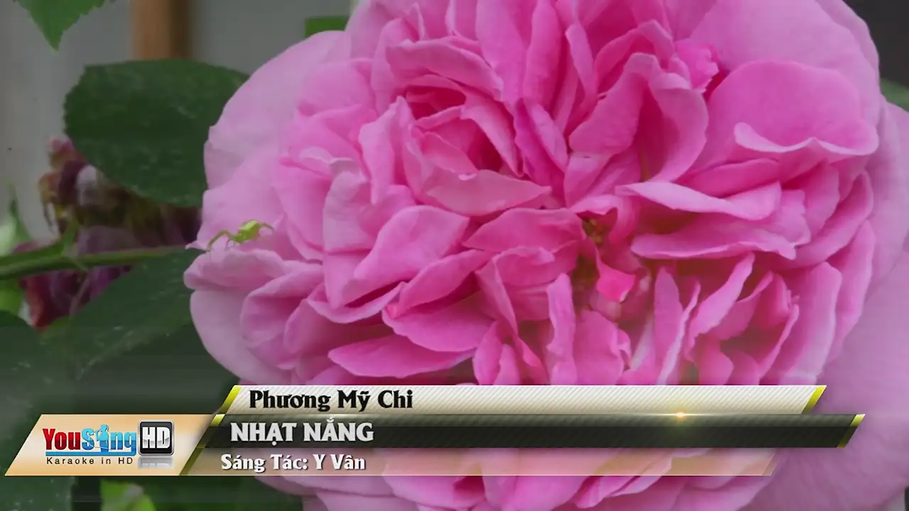 Ảnh bài hát Nhạt Nắng