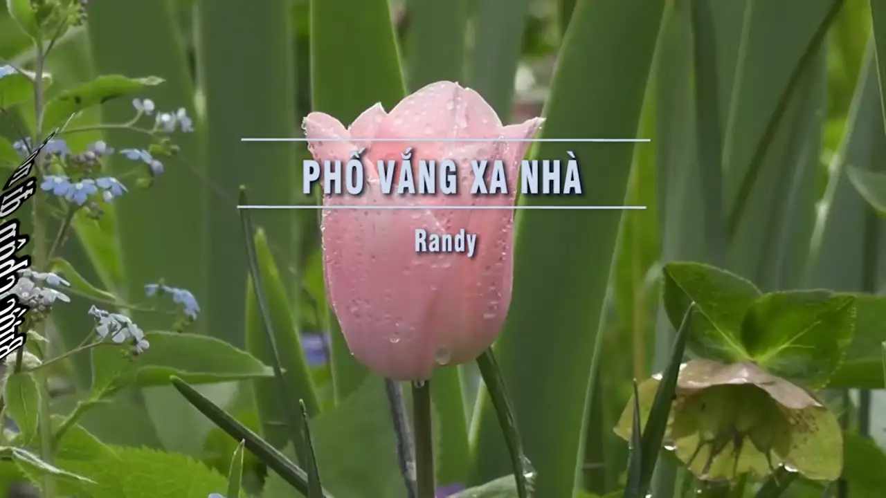 Ảnh bài hát Phố Vắng Xa Nhà