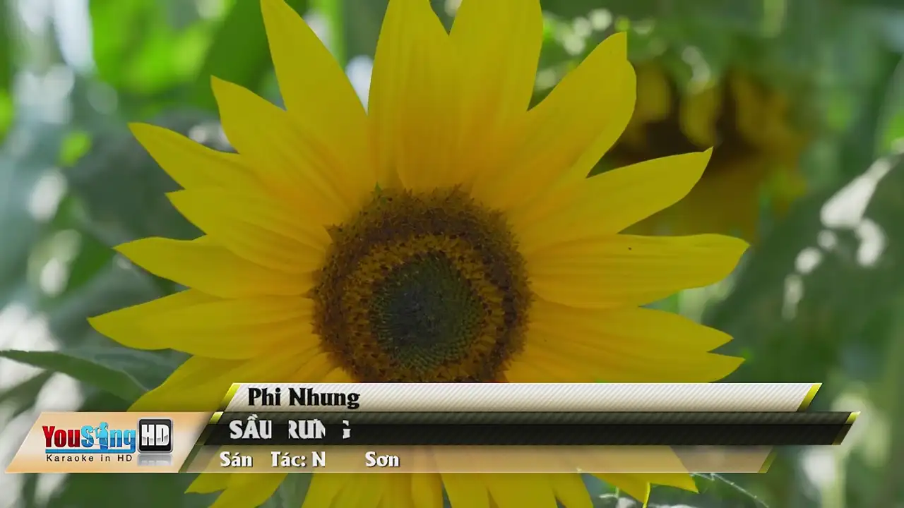 Ảnh bài hát Sầu Rưng