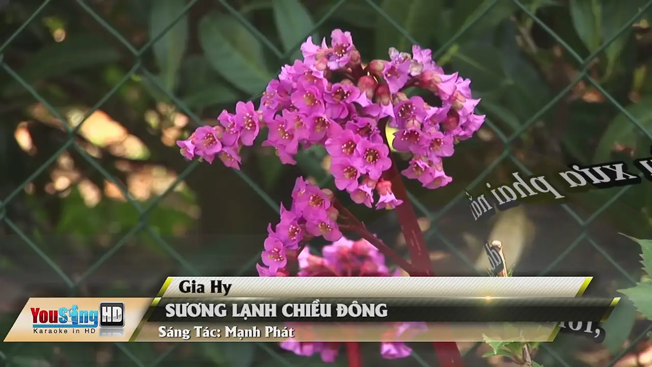 Ảnh bài hát Sương Lạnh Chiều Đông