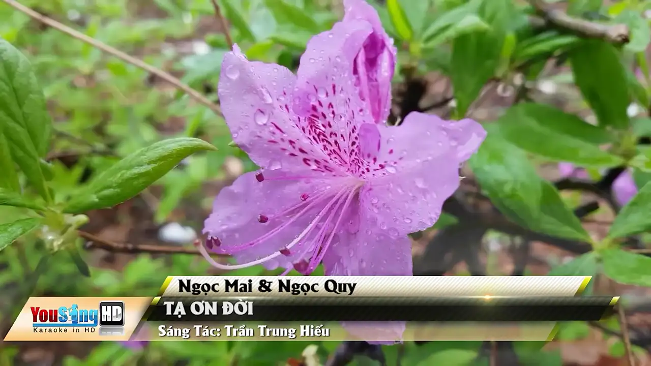 Ảnh bài hát Tạ Ơn Đời