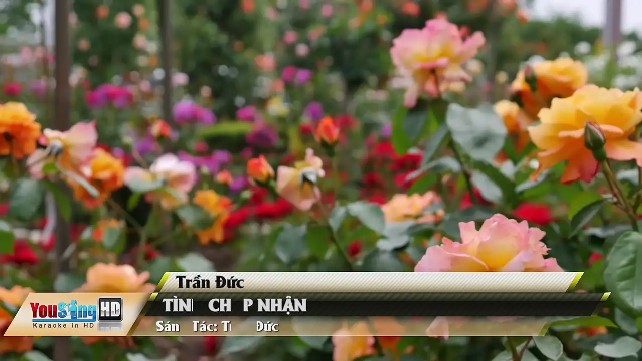Ảnh bài hát Tình Chấp Nhận