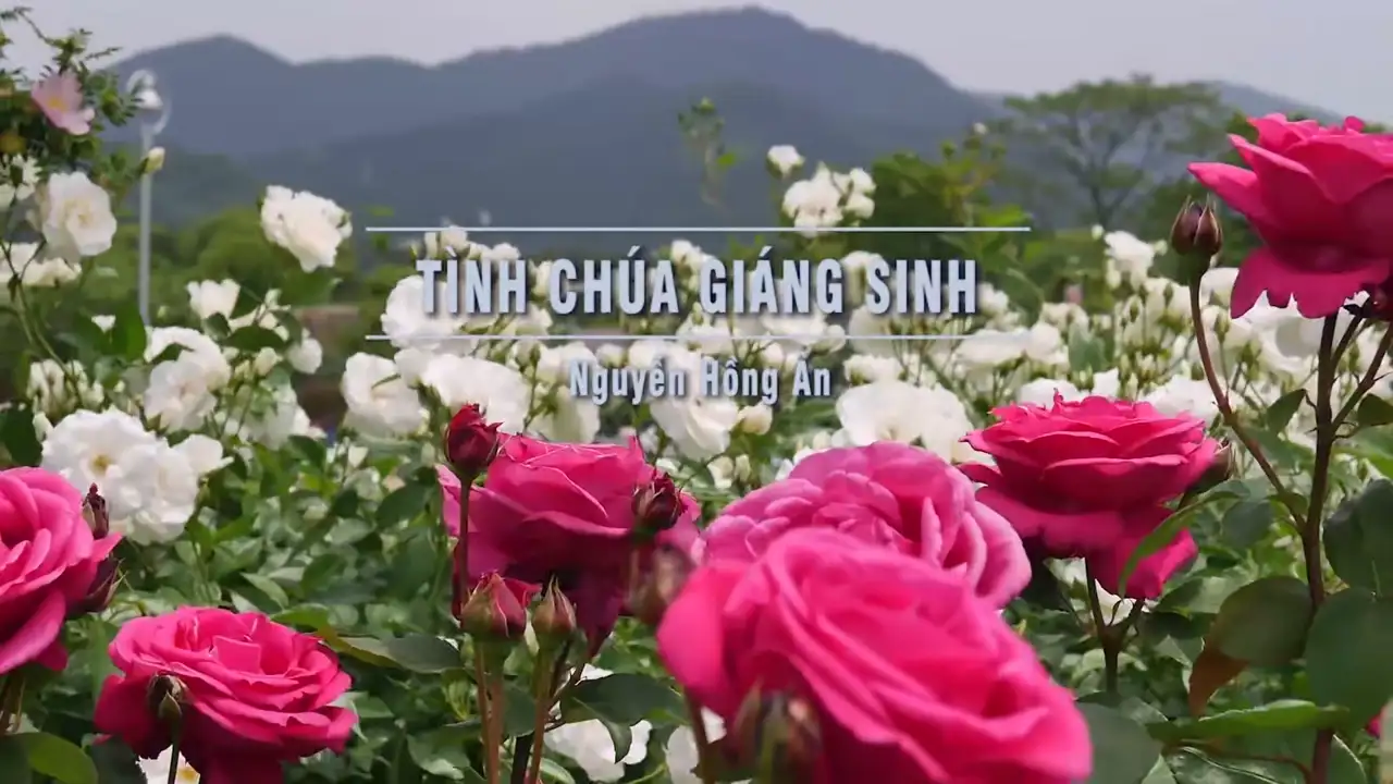 Ảnh bài hát Tình Chúa Giáng Sinh