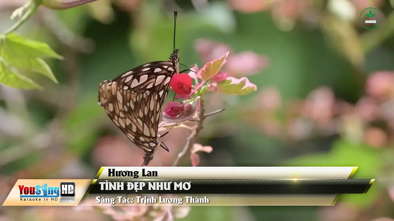 Ảnh bài hát Tình Đẹp Như Mơ