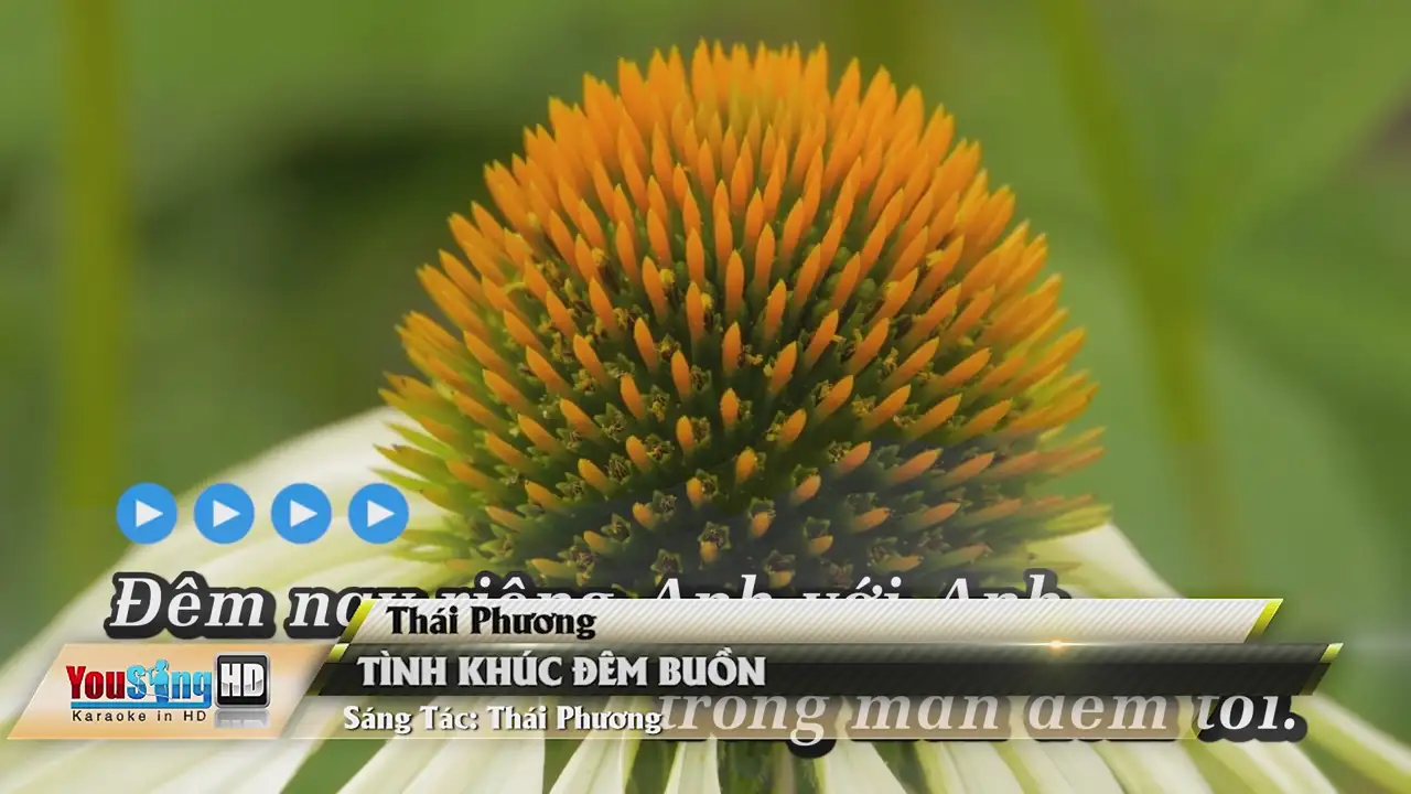 Ảnh bài hát Tình Khúc Đêm Buồn