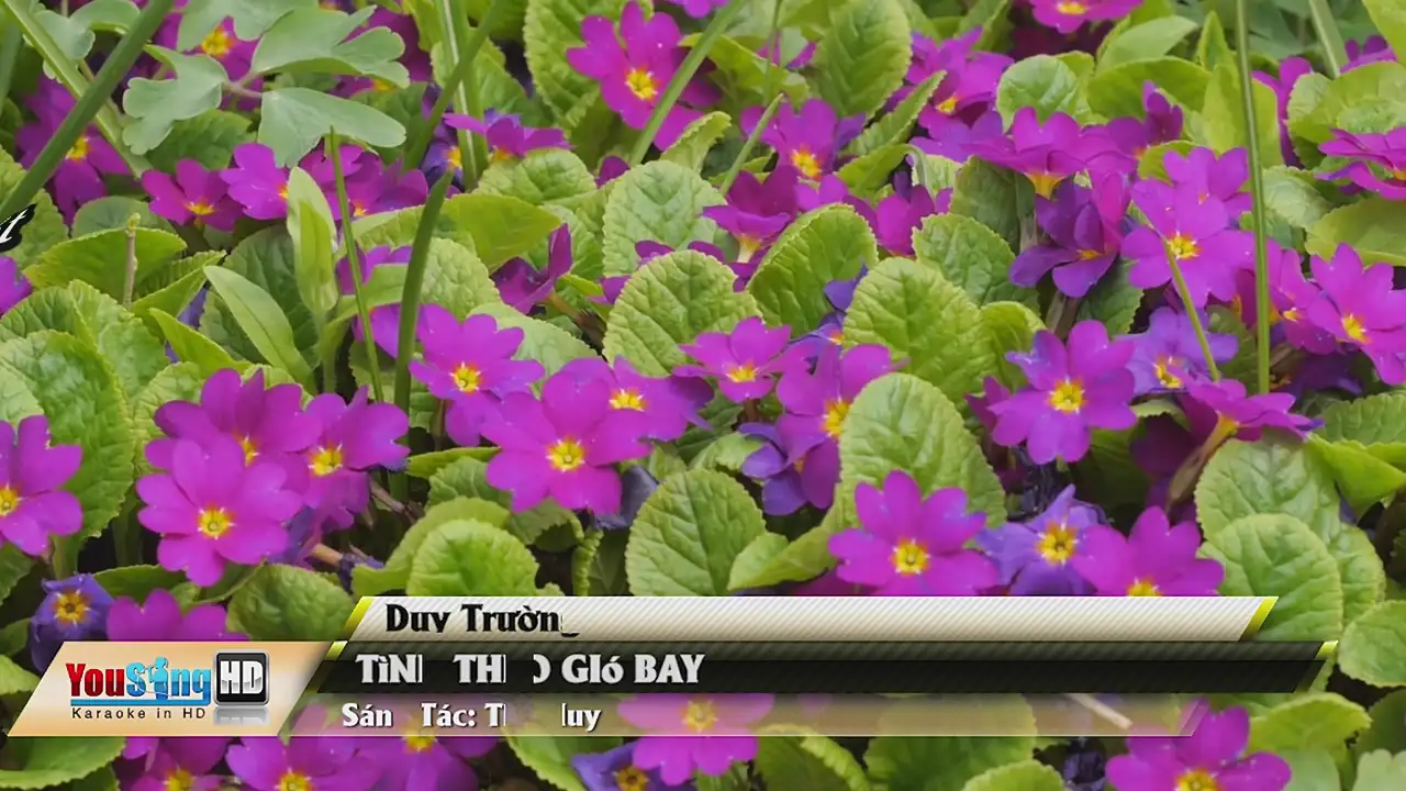 Ảnh bài hát Tình Theo Gió Bay