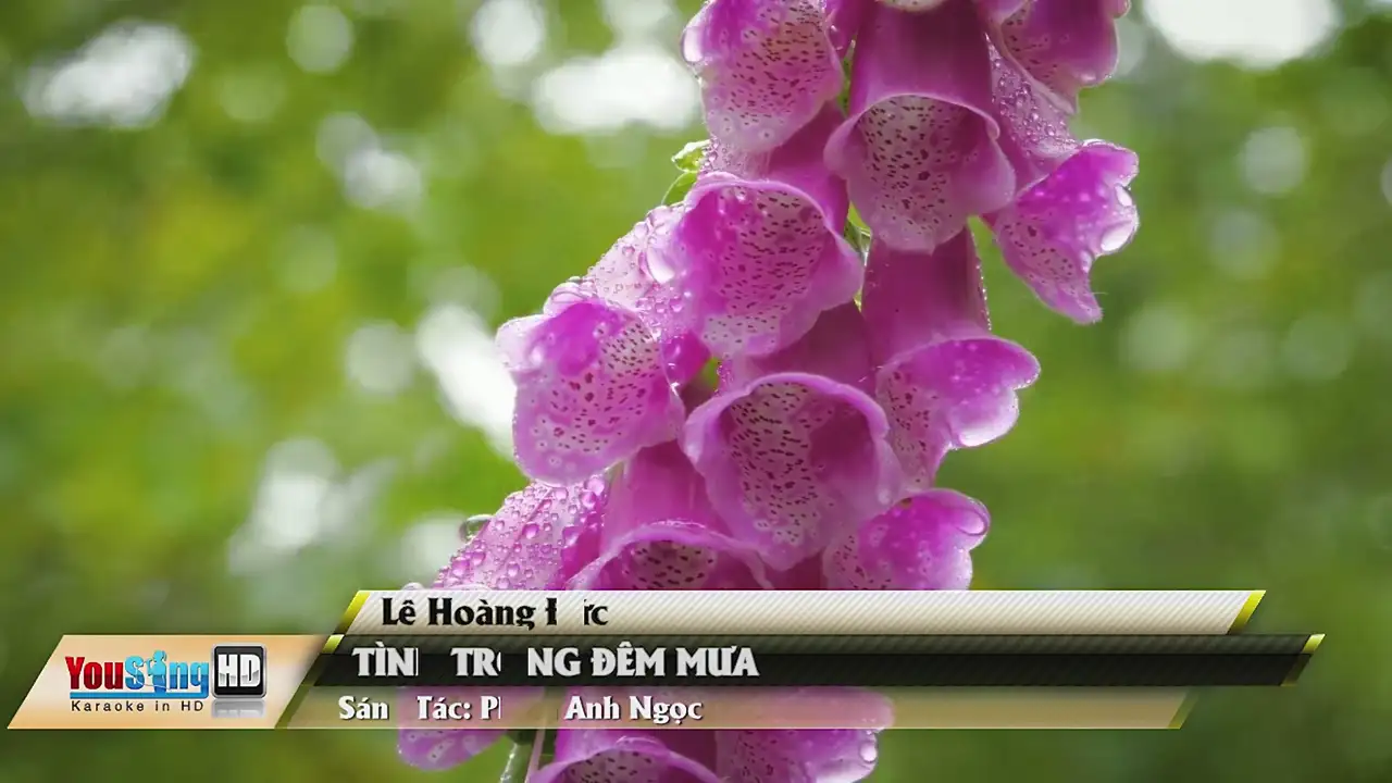 Ảnh bài hát Tình Trong Đêm Mưa