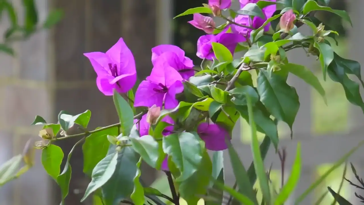 Ảnh bài hát Từ Khi Vắng Anh