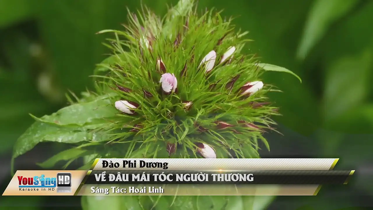 Ảnh bài hát Về Đâu Mái Tóc Người Thương