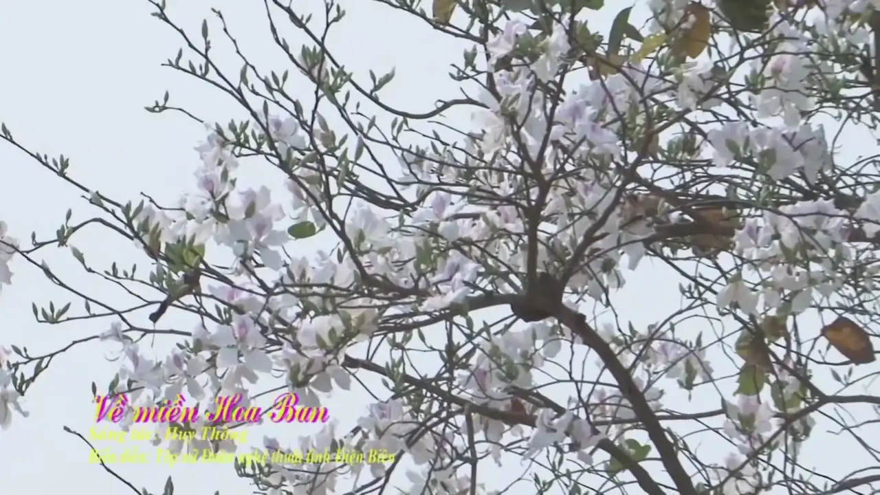 Ảnh bài hát Về Miền Hoa Ban