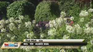 Hoa Tím Người Xưa – Thái Minh Châu
