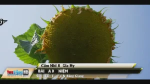 Bài Ca Kỷ Niệm – Cẩm Như & Gia Hy