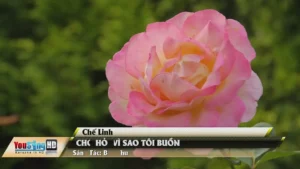 Chớ Hỏi Vì Sao Tôi Buồn – Chế Linh