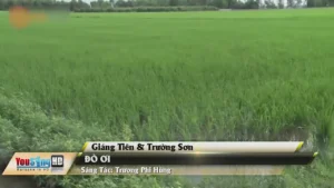 Đò Ơi – Giáng Tiên & Trường Sơn