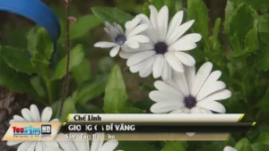 Giọng Ca Dĩ Vãng – Chế Linh