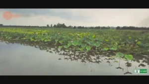 Yêu Lắm Miền Tây – Hà Phương Linh