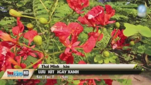 Lưu Bút Ngày Xanh – Thái Minh Châu