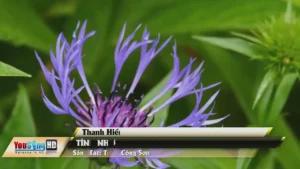 Tình Nhớ – Thanh Hiền