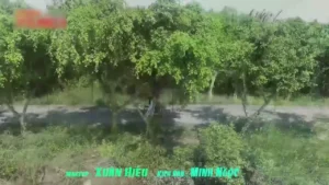 Anh Cứ Theo Người – Minh Ngọc