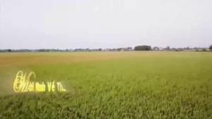 Mời Anh Về Thăm Quê Em – Phương My Thảo
