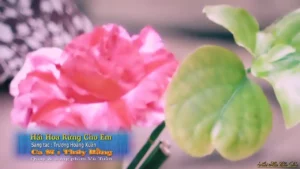 Hái Hoa Rừng Cho Em – Thúy Hằng