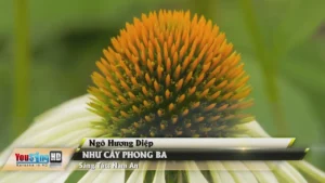 Như Cây Phong Ba – Ngô Hương Diệp