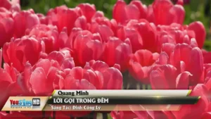 Lời Gọi Trong Đêm – Quang Minh