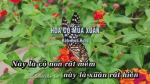 Hoa Cỏ Mùa Xuân – Đàm Vĩnh Hưng