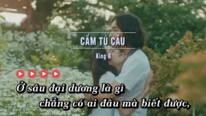 Cẩm Tú Cầu – King B