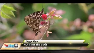 Nơi Tình Yêu Cuối – Ngọc Quy