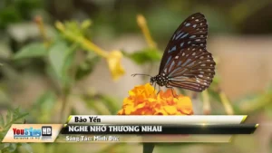 Nghe Nhớ Thương Nhau – Bảo Yến